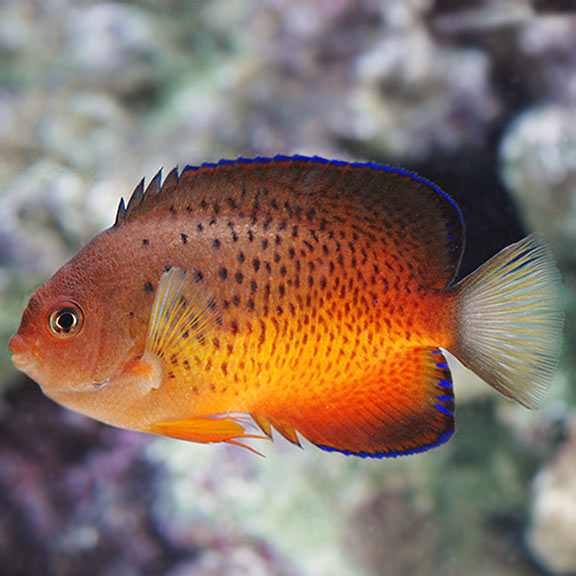 Rusty Angel (Centropyge ferrugata)