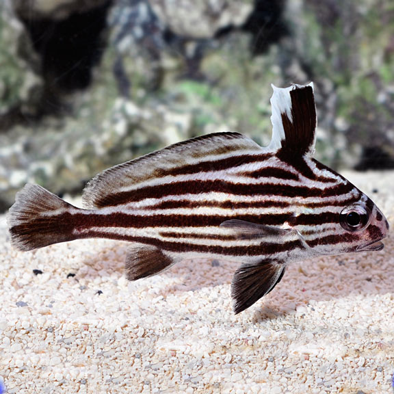 Hi-Hat Drum (Equetus acuminatus)