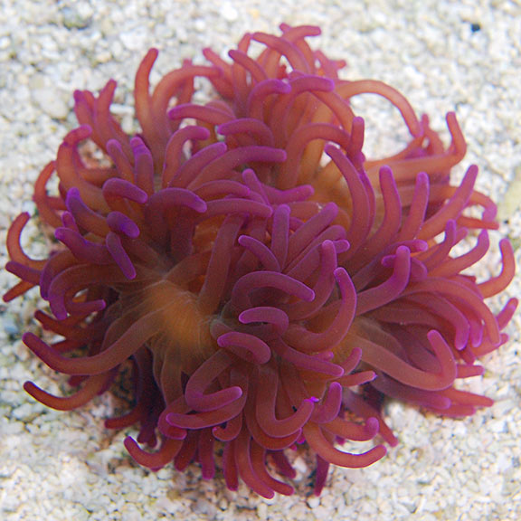 Purple Long Tentacle Anemone (Macrodactyla doreensis)