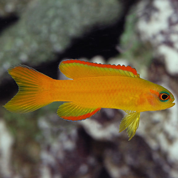 Yellow Assessor Basslet (Assessor flavissimus)