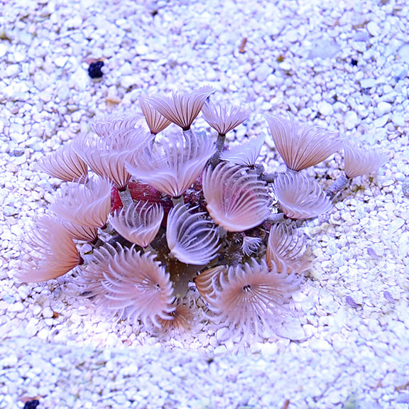 Cluster Duster (Bispira brunnea)