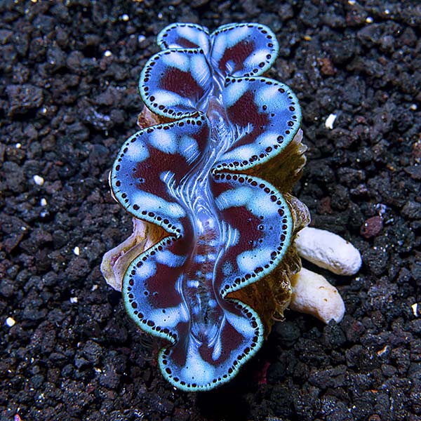 Maxima Clam Ultra 5.5 in (Tridacna maxima)