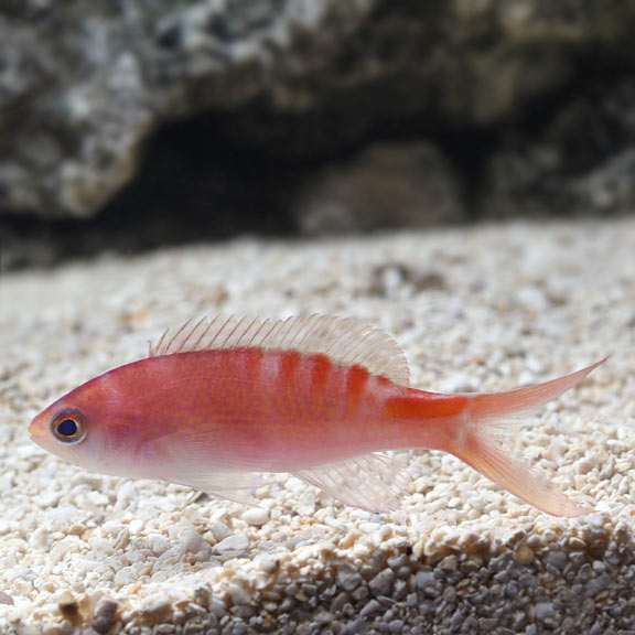 Tiger Lori Anthia (Pseudanthias lori)