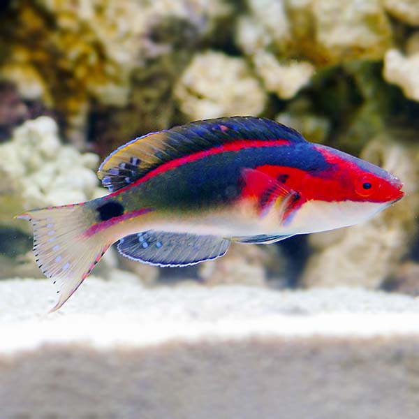 Exquisite Fairy Wrasse Male (Cirrhilabrus exquisitus)