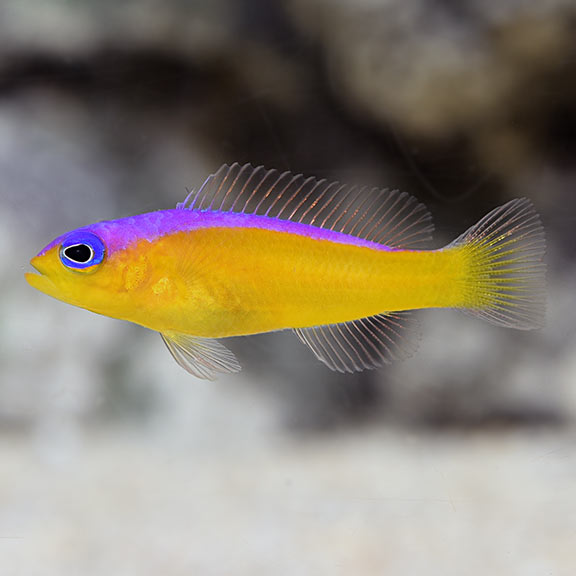 Purple Stripe/Diadem Dottyback (Pseudochromis diadema)