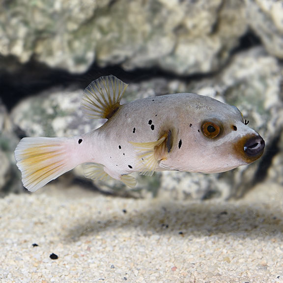 Dogface Puffer (Arothron nigropunctatus)