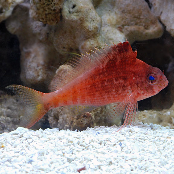 Red Hawkfish (Cyprinocirrhites polyactis)