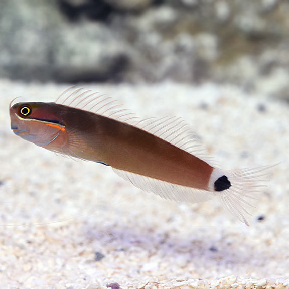 Tailspot Blenny (Ecsenius stigmatura)