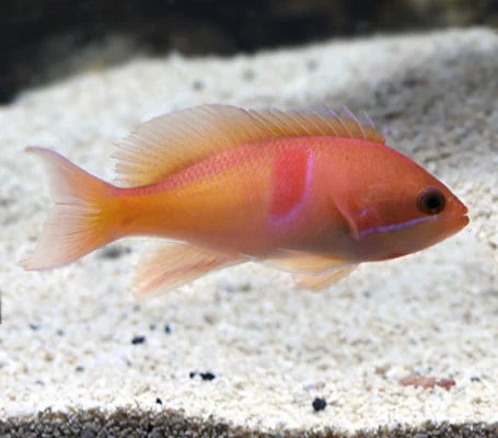 Red Fairy Anthias (Pseudanthias kashiwae)