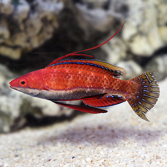 Ruby Longfin Fairy Wrasse (Cirrhilabrus rubriventralis)