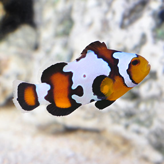 Black Ice Clownfish