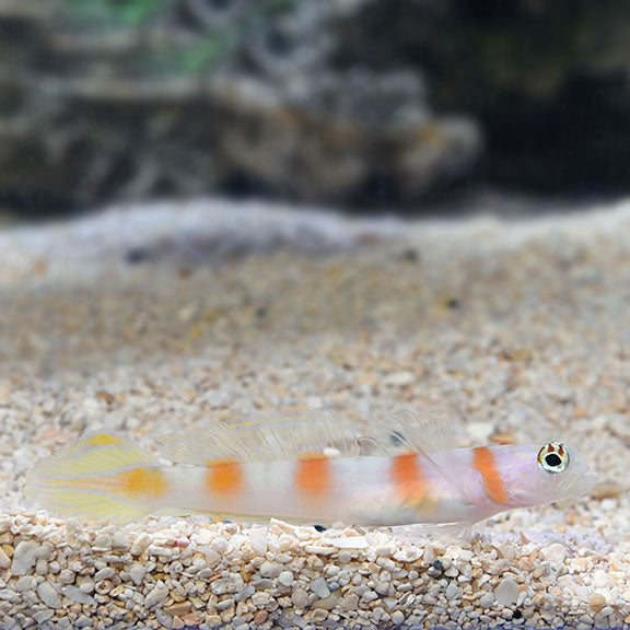 Flagtail Shrimp Goby (Amblyeleotris yanoi)