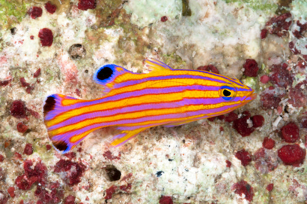 Swalesi Basslet (Liopropoma swalesi)
