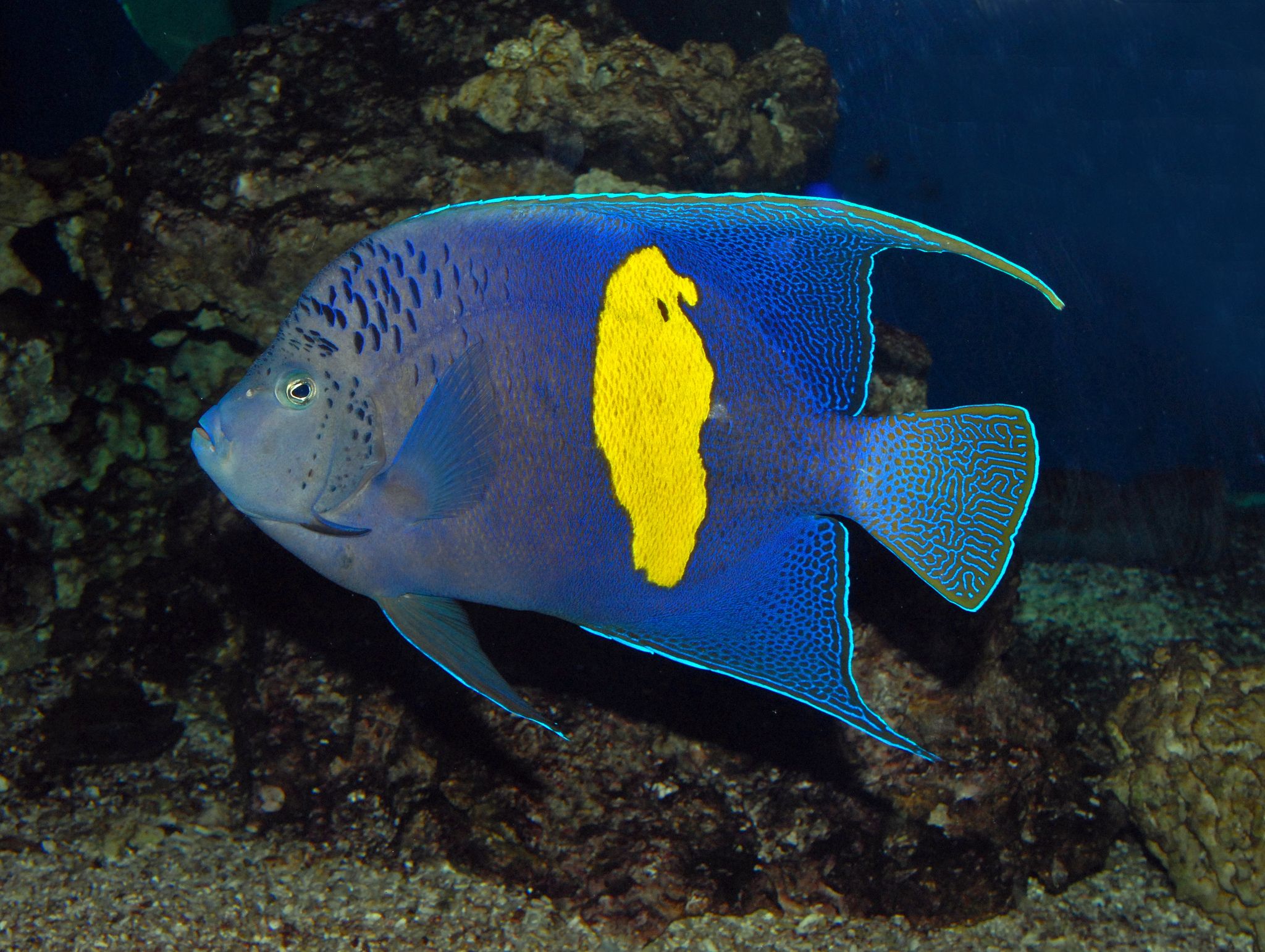 Maculosus Angel (Pomacanthus maculosus)