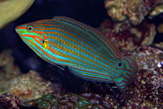 Melanurus Wrasse (Halichoeres melanurus)