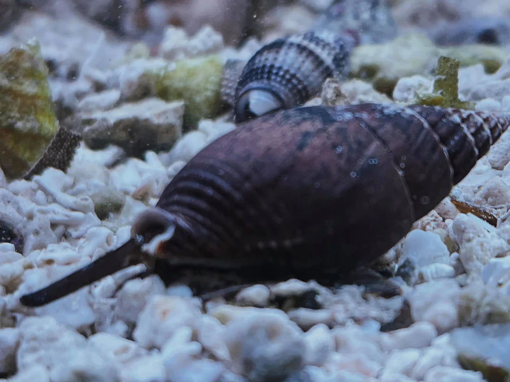 Nassarius Snail (XL.)