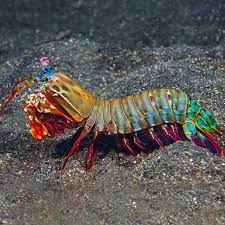 Peacock Mantis Shrimp (Odontodactylus scyllarus)