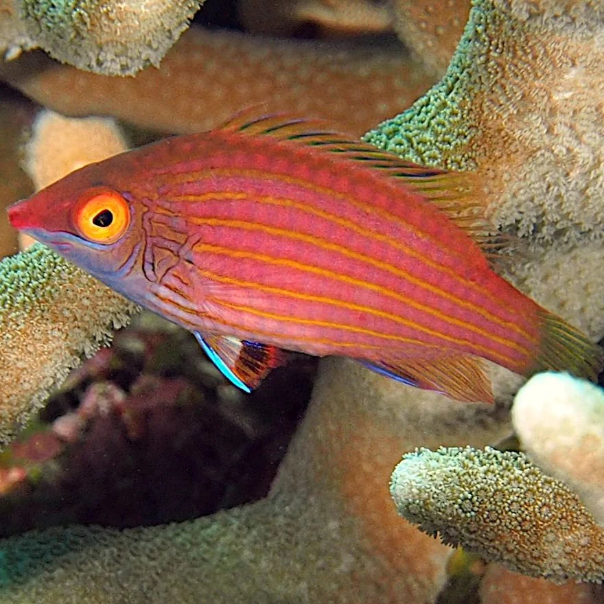 Pink Streaked Wrasse (Pseudocheilinops ataenia)