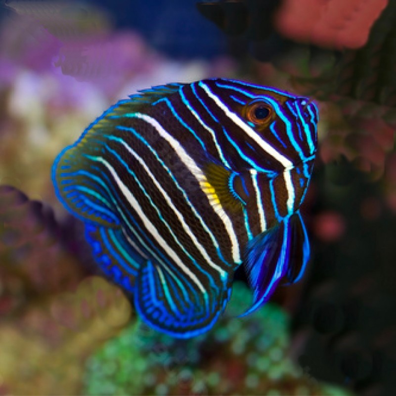 Blueface Angel Juvenile (Pomacanthus xanthometopon)