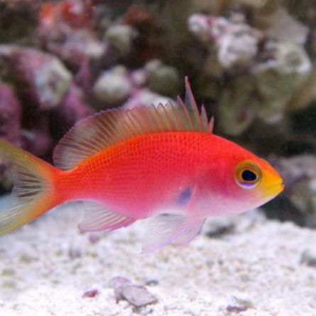 Randall's Anthia Female