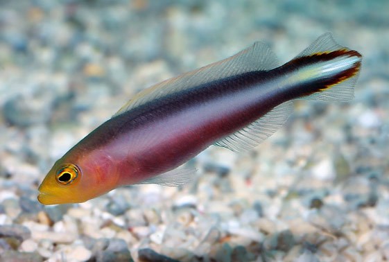 Rainbow Dottyback (Pseudochromis sp.)