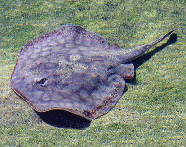 California Round Stingray (Urobatis halleri)