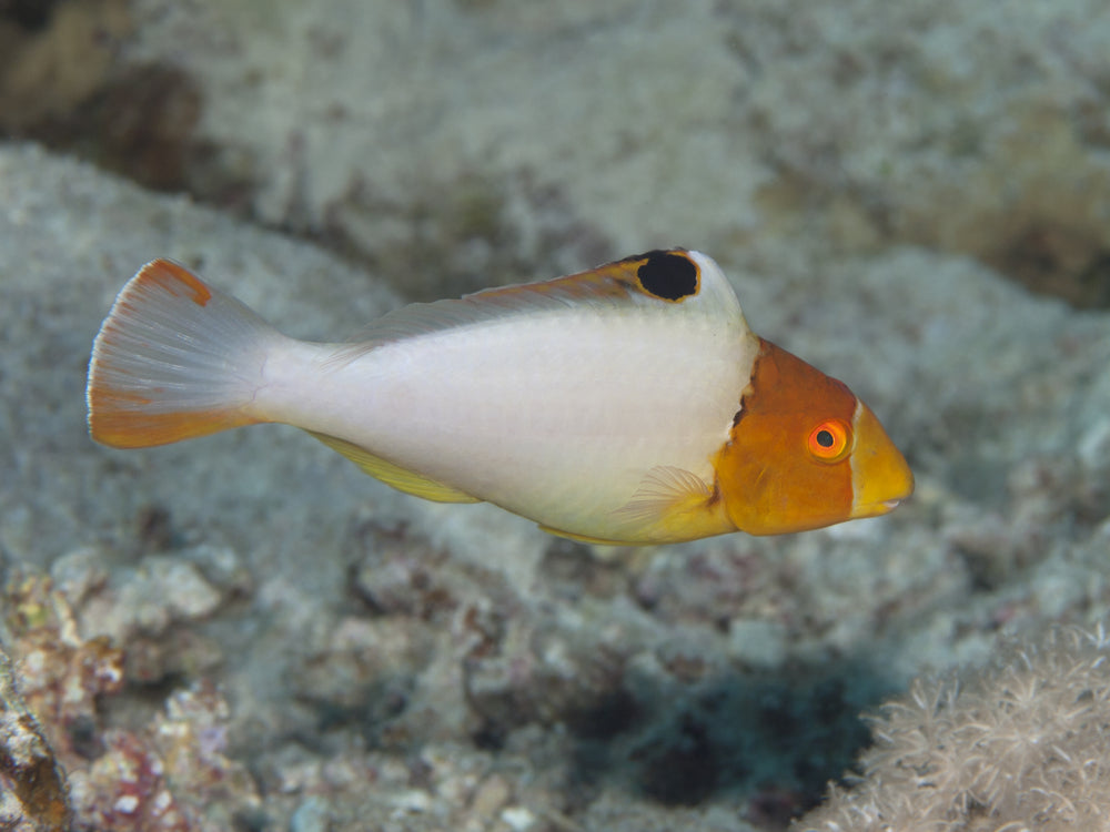 Bicolor Parrotfish