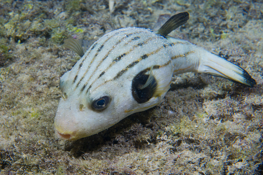 Striped Dogface Puffer (Arothron manilensis)