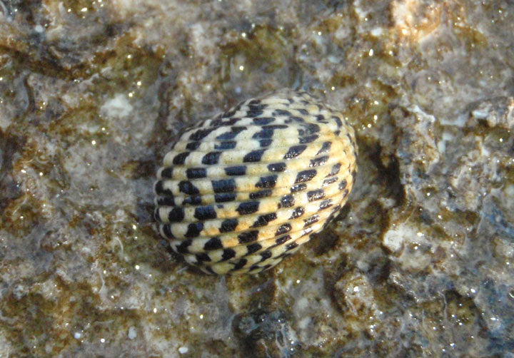 Nerite Snail (Marine) (Nerita sp.)