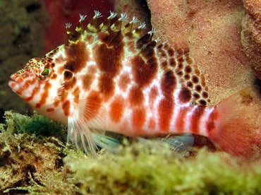 Spotted Hawkfish (Cirrhitichthys aprinus)