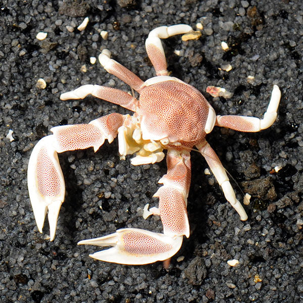 Porcelain Crab (Petrolisthes galathinus)