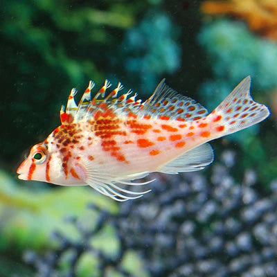 Falco Hawk (Cirrhitichthys falco)