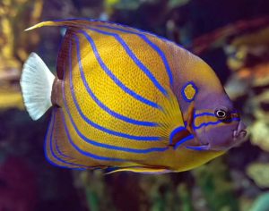 Annularis Angel Adult (Pomacanthus annularis)