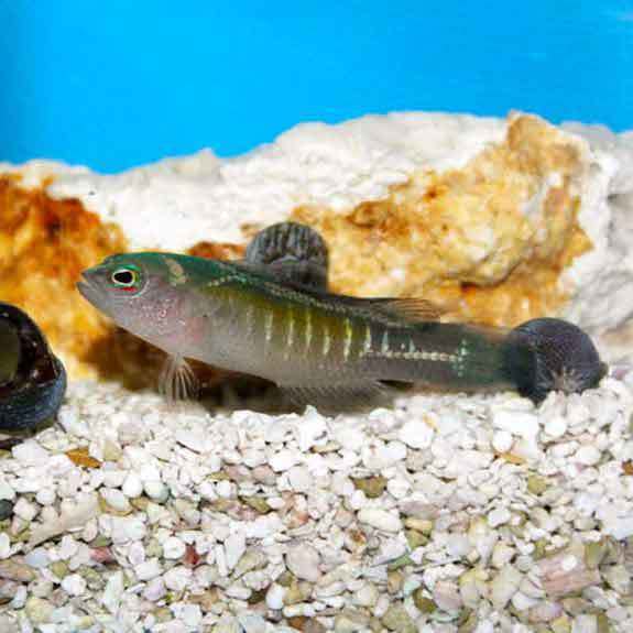 Blue Bar Dottyback