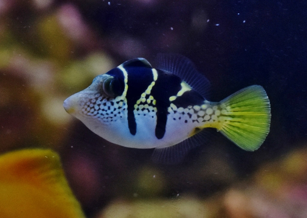 Mimic Saddle Puffer Filefish (Paraluterus prionurus)