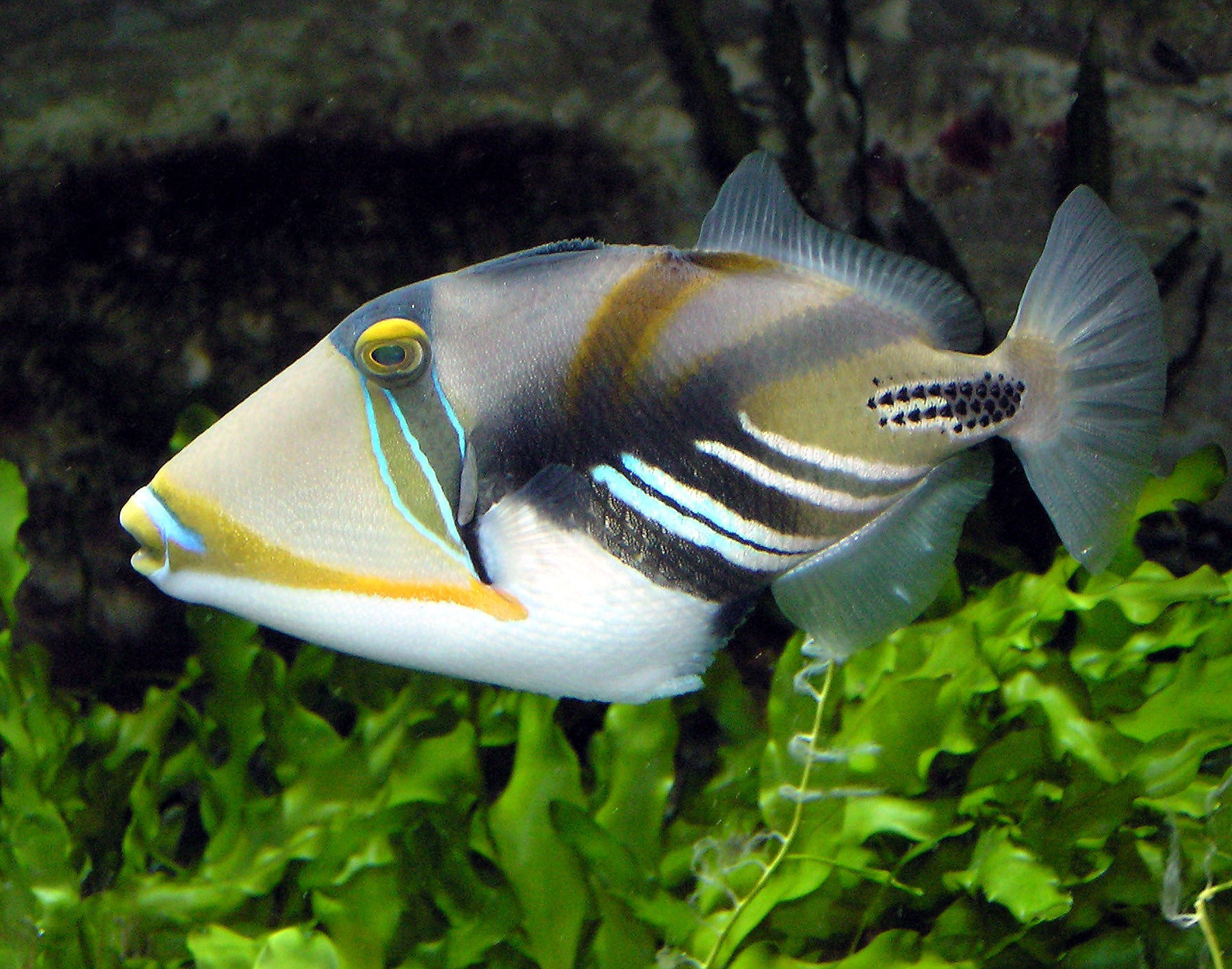 Humu Picasso Trigger (Rhinecanthus aculeatus)