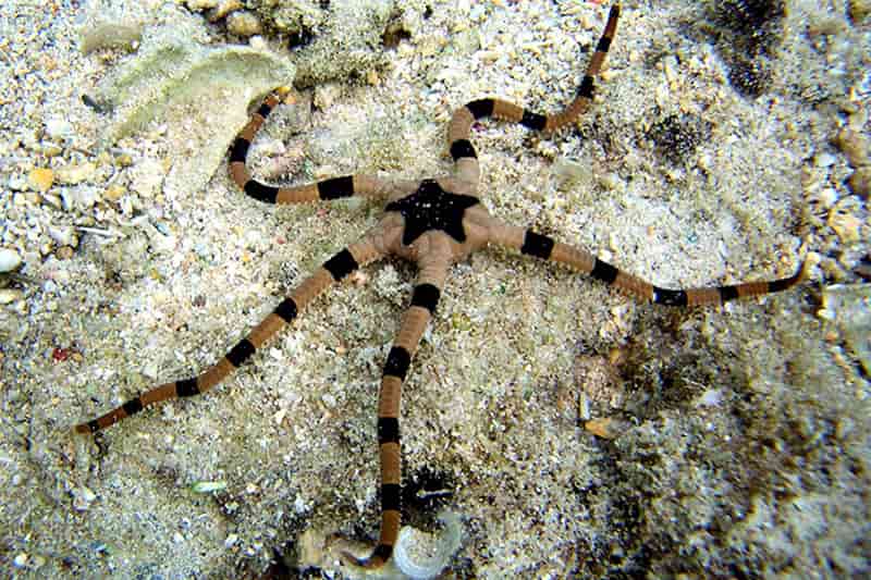 Tiger Serpent Starfish (Ophiolepsis superba)