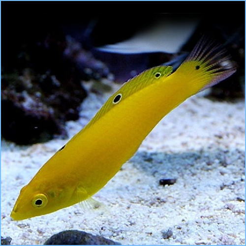 Yellow Coris Wrasse (Halichoeres chrysus)