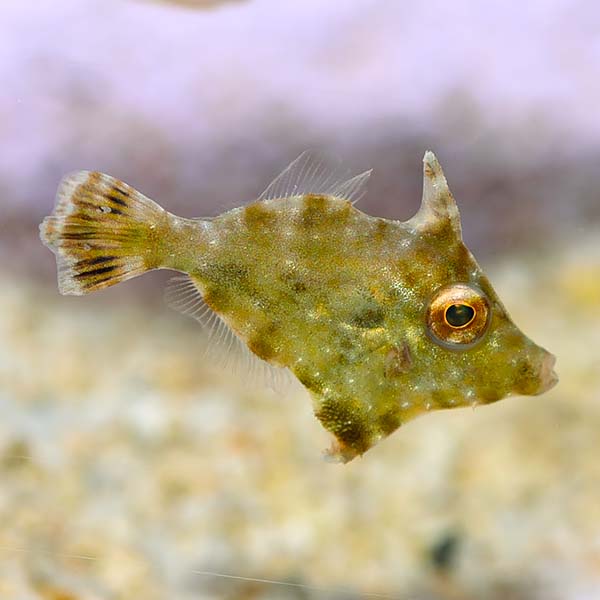 Aiptasia Eating Filefish (Acreichthys tomentosus)