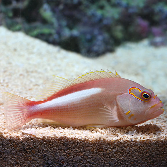 Arc Eye Hawk (Paracirrhitus arcuatus)