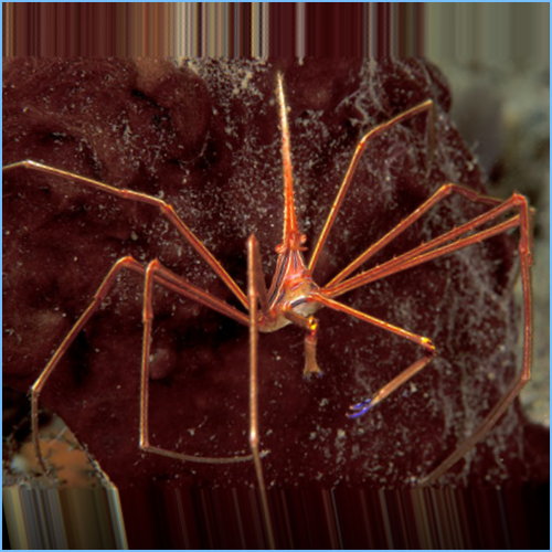 Arrow Crab (Stenorhynchus seticornis)