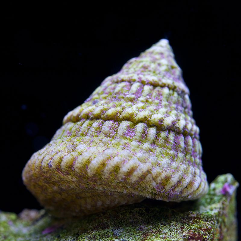 Astrea Snail (Astraea tecta)