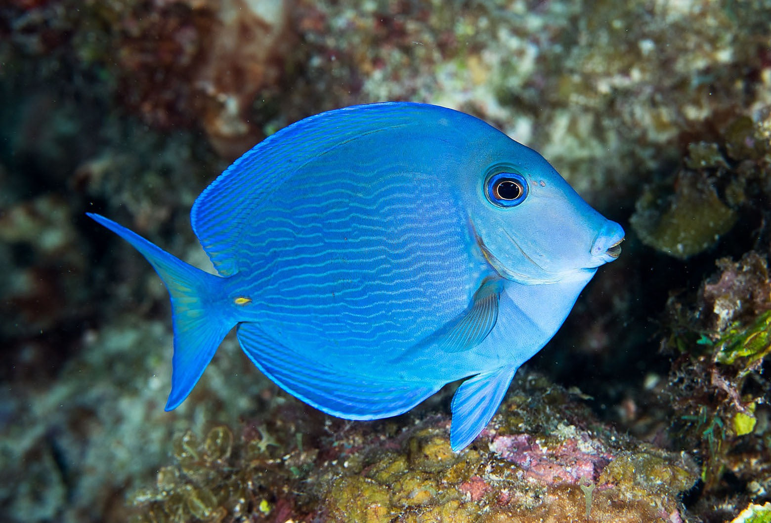 Atlantic Blue Tang (Acanthurus coeruleus)