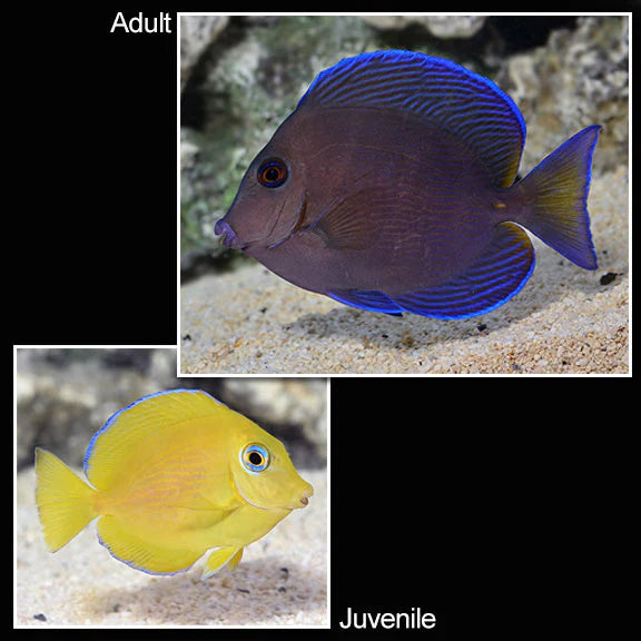 Atlantic Blue Tang (Acanthurus coeruleus)