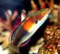 Balteatus Fairy Wrasse (Cirrhilabrus balteatus)