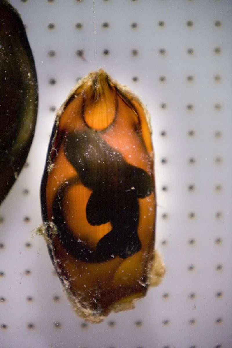 Banded Cat Shark Egg (Chiloscyllium punctatum)
