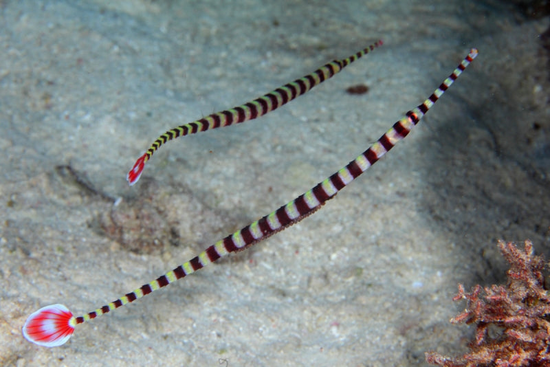 Banded Pipefish (Doryrhamphus dactylophorus)