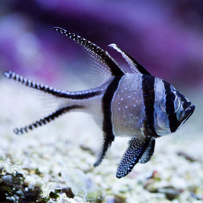 Banggai Cardinal (Pterapogon kauderni)