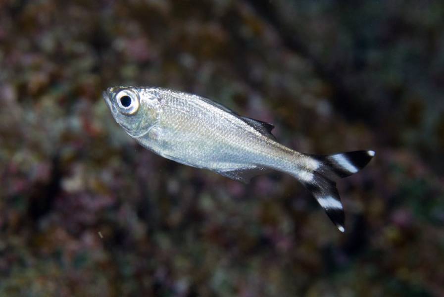 Barred Flagtail (Kuhlia mugil)
