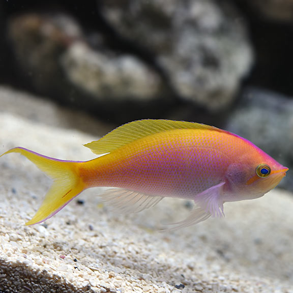 Bartlett's Anthia Female (Pseudanthias bartlettorum)